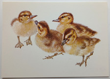 Mallard ducklings mildred for sale  CAMBRIDGE