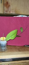 Hoya plant sabah for sale  Belle Fourche