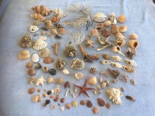 Conchiglie naturale usato  San Felice Circeo