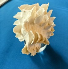 Large ruffled squamosa for sale  Dallas