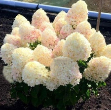 Hortensie diamantino rispenhor gebraucht kaufen  Templin