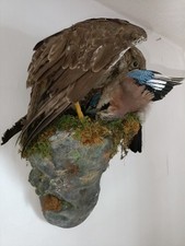 Taxidermy large buzzard for sale  CANNOCK