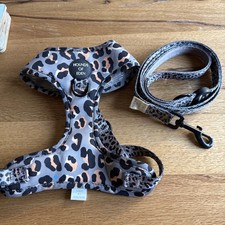 Hounds eden dog for sale  BEXLEYHEATH