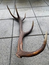 Abwurfstange rothirsch 2kg gebraucht kaufen  Bad Soden-Salmünster