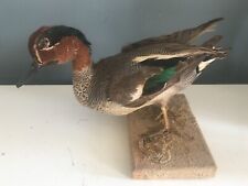 Canard sarcelle naturalisé d'occasion  Rebais