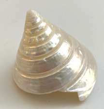 Polished trochus shell for sale  Redwood City