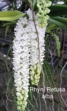Rhyncostylis retusa white for sale  Bonita Springs