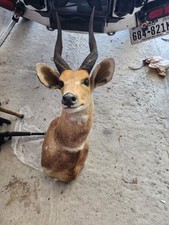 African gizel shoulder for sale  Katy