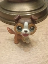 lps collie for sale lps collie for sale BARNSLEY