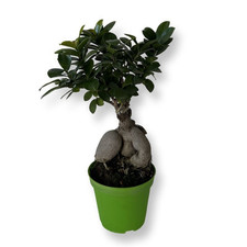 Bonsai ginseng ficus usato  Milazzo