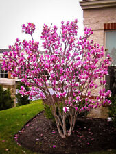 Magnolia susan porpora usato  Valmacca