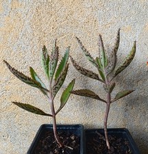 Kalanchoë houghtonii lot d'occasion  Nyons