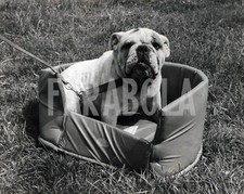 Vintage animali novità usato  Roma