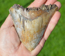 Big genuine megalodon for sale  UK