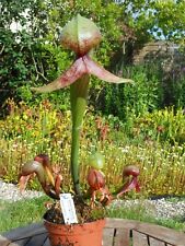 Samen darlingtonia californica gebraucht kaufen  Beckum