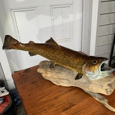 Brookie brown trout for sale  Belchertown