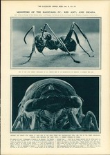 1914 insects red for sale  ASHFORD