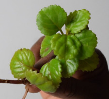 Swedish ivy house for sale Swedish ivy house for sale  RAMSGATE