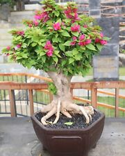 Usado, Bonsai Bougenvillea Original Singapura | Bonsai tronco grande | Bonsai árvore flor comprar usado  Enviando para Brazil