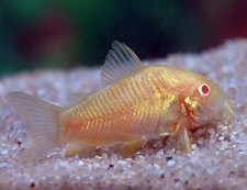 Albino corydoras catfish d'occasion  Expédié en Belgium