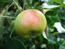 Apfel signe tillisch gebraucht kaufen  Menslage