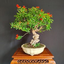 Bonsai esemplare melograno usato  San Pancrazio Salentino