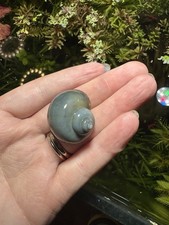 Blue mystery snails for sale  Nevada