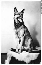 Bfp1 0963 dog d'occasion  Expédié en Belgium