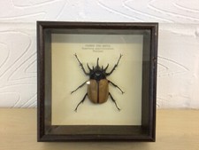 taxidermy bugs for sale  LUTON