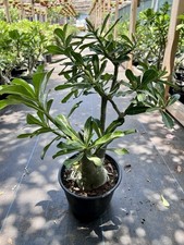 Color grafted adenium for sale  Houston