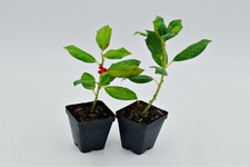 Live nellie stevens for sale  USA