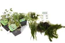 Lincolnshire pond plants for sale  MARKET RASEN
