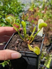 Dionaea dracula purple d'occasion  Cormeilles-en-Vexin
