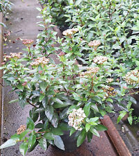 Viburnum tinus immergrüner gebraucht kaufen  Saterland