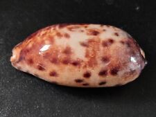 Conchiglia shell cypraea usato  Piombino