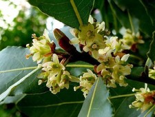 Laurus nobilis bay for sale  Bois D Arc