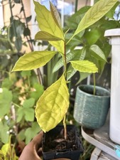 Hass avocado seedling for sale  Dallas