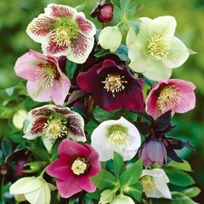 Hellebore orientalis superior for sale  DORCHESTER