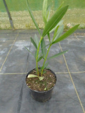 Nerium oleander evergreen for sale  TAUNTON