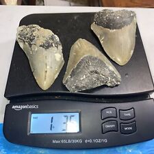 Megalodon shark teeth for sale  Shipping to Ireland