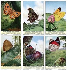 stampa farfalle usato stampa farfalle usato Italia