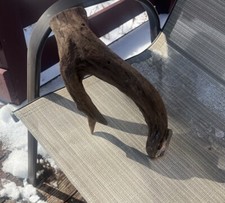 Malaysian driftwood 13in for sale  New Preston Marble Dale