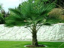 Trachycarpus fortunei hanfpalm gebraucht kaufen  Uetersen