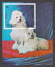 White standard poodle for sale  Shipping to Ireland