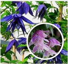 Clematis macropetala hybr. for sale  LANGHOLM