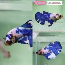 Pez Betta tropical vivo - media luna de mármol azul hembra segunda mano  Embacar hacia Mexico