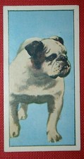 English bulldog portrait for sale  DERBY