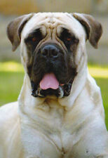 Bullmastiff postkarte hund gebraucht kaufen  Deutschland