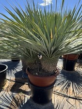 Yucca rostrata double for sale  UXBRIDGE