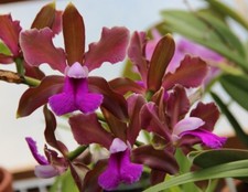 Orchidee cattleya bicolor d'occasion  Bischoffsheim